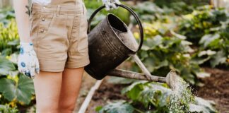 Hydroponic Gardening