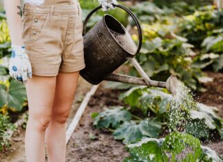 Hydroponic Gardening