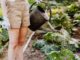 Hydroponic Gardening: A New Way to Grow Your Greens Hydroponic Gardening